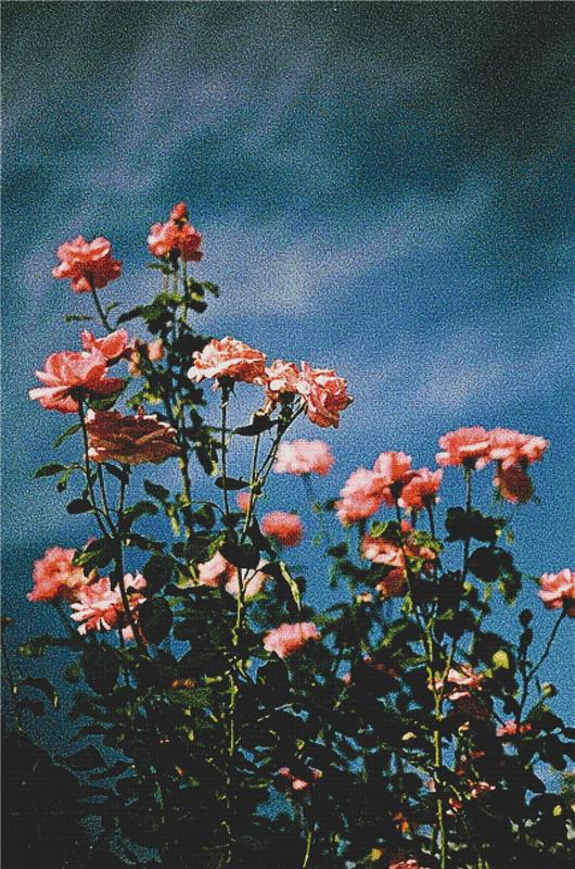 Pink Geraniums - X Squared Cross Stitch