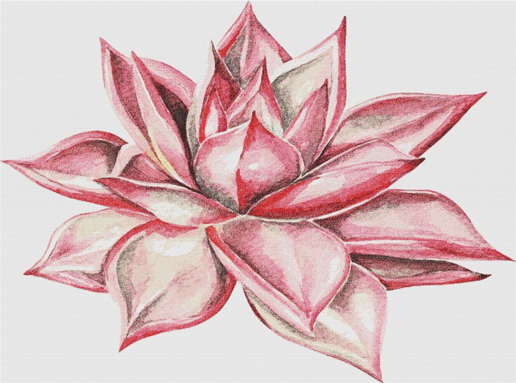 Beautiful Pink Succulent - X Squared Cross Stitch