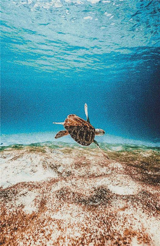 Swimming Turtle - X Squared Cross Stitch