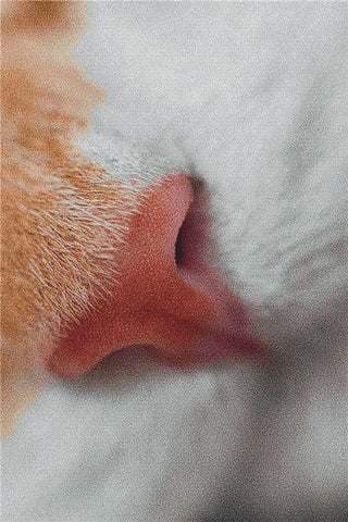 Cat Nose - X Squared Cross Stitch