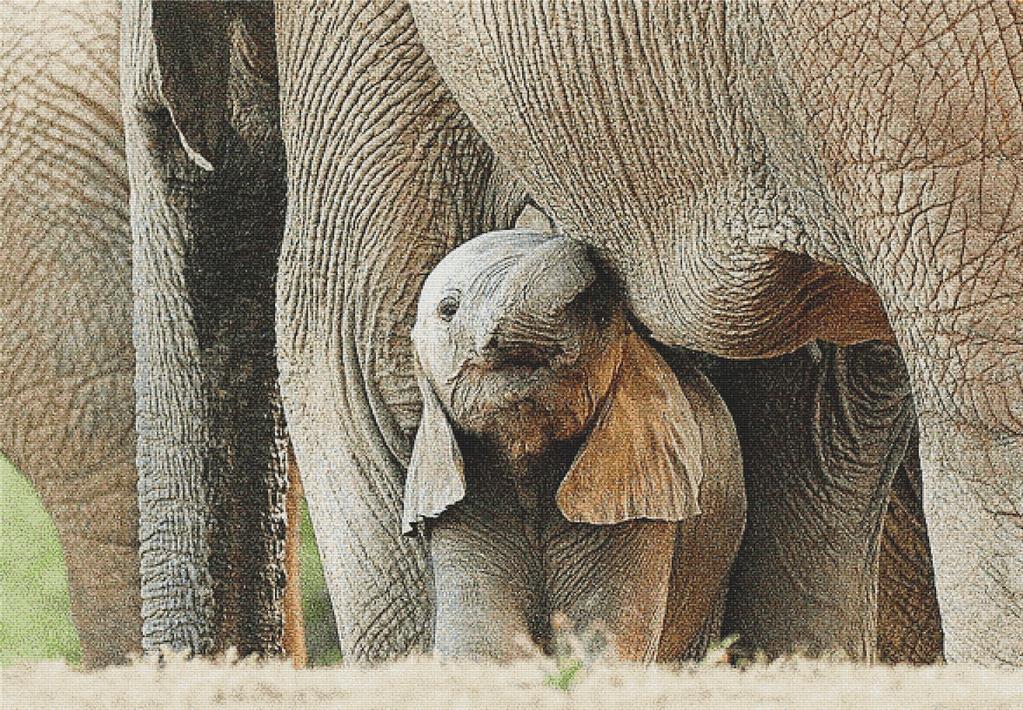 Baby Elephant - X Squared Cross Stitch