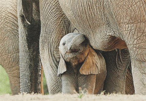 Baby Elephant - X Squared Cross Stitch