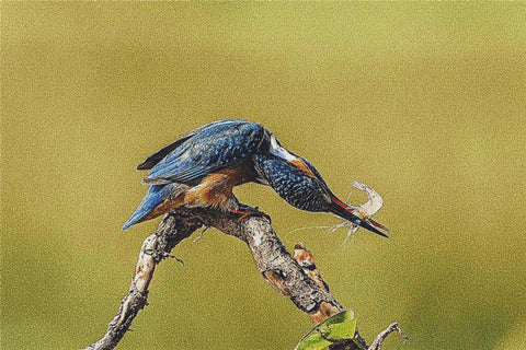 Kingfisher - X Squared Cross Stitch
