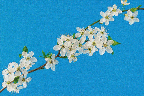 Cherry Blossoms Against A Blue Sky - X Squared Cross Stitch