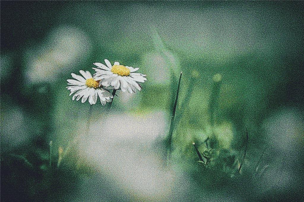 Two Daisies - X Squared Cross Stitch