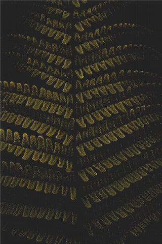 Detail Of A Fern - X Squared Cross Stitch