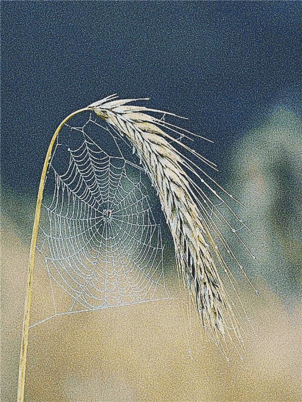 Spiderweb On A Wheat Stalk - X Squared Cross Stitch