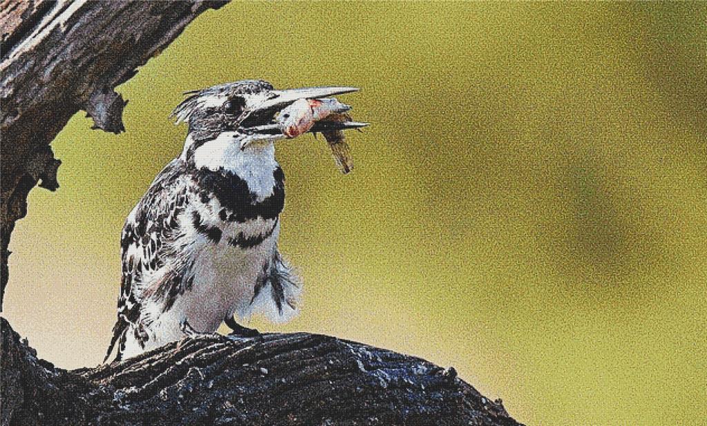 Pied Kingfisher - X Squared Cross Stitch