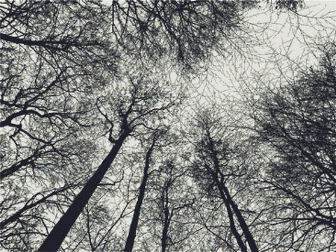 Forest Canopy Silhouette - X Squared Cross Stitch