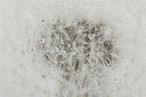 Dandelion - X Squared Cross Stitch