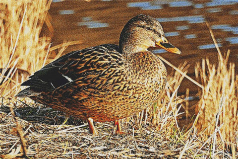 Duck By The Water - X Squared Cross Stitch