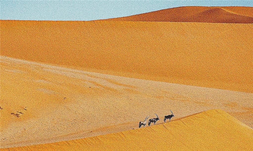 Antelope In The Desert - X Squared Cross Stitch