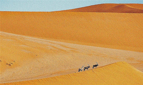 Antelope In The Desert - X Squared Cross Stitch