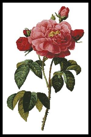 Rosa la Duchesse D'Orleans - Artecy Cross Stitch