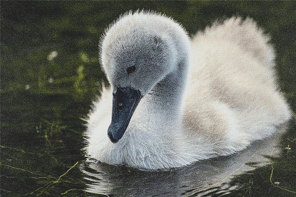 Cygnet - X Squared Cross Stitch
