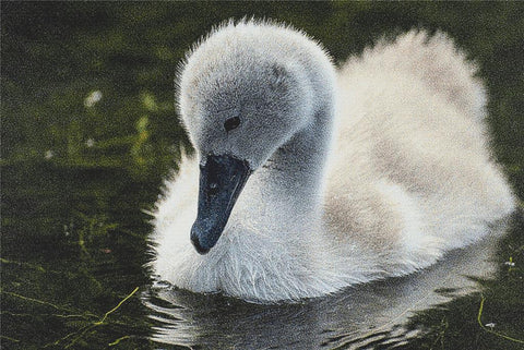 Cygnet - X Squared Cross Stitch