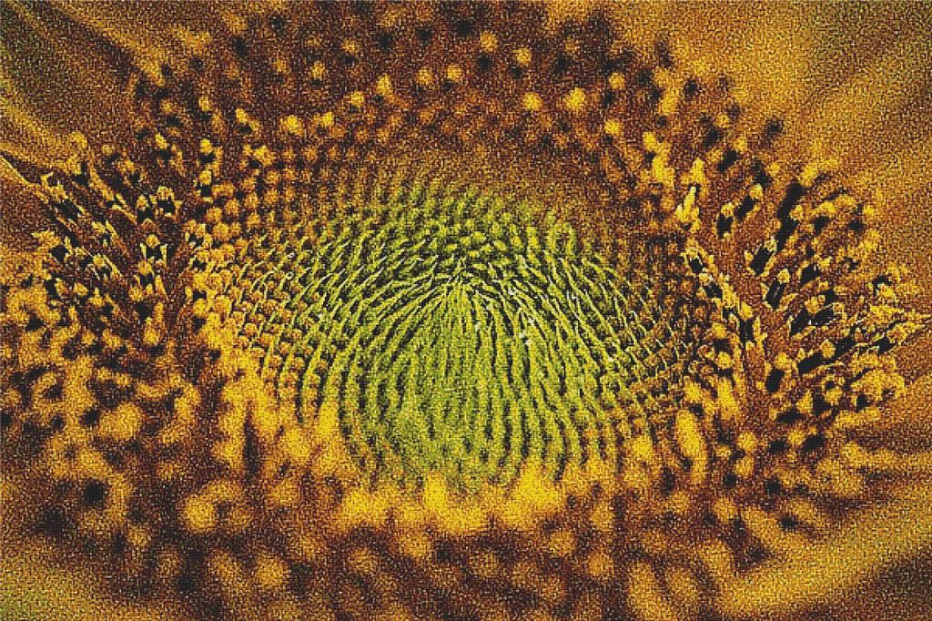 Sunflower Macro - X Squared Cross Stitch