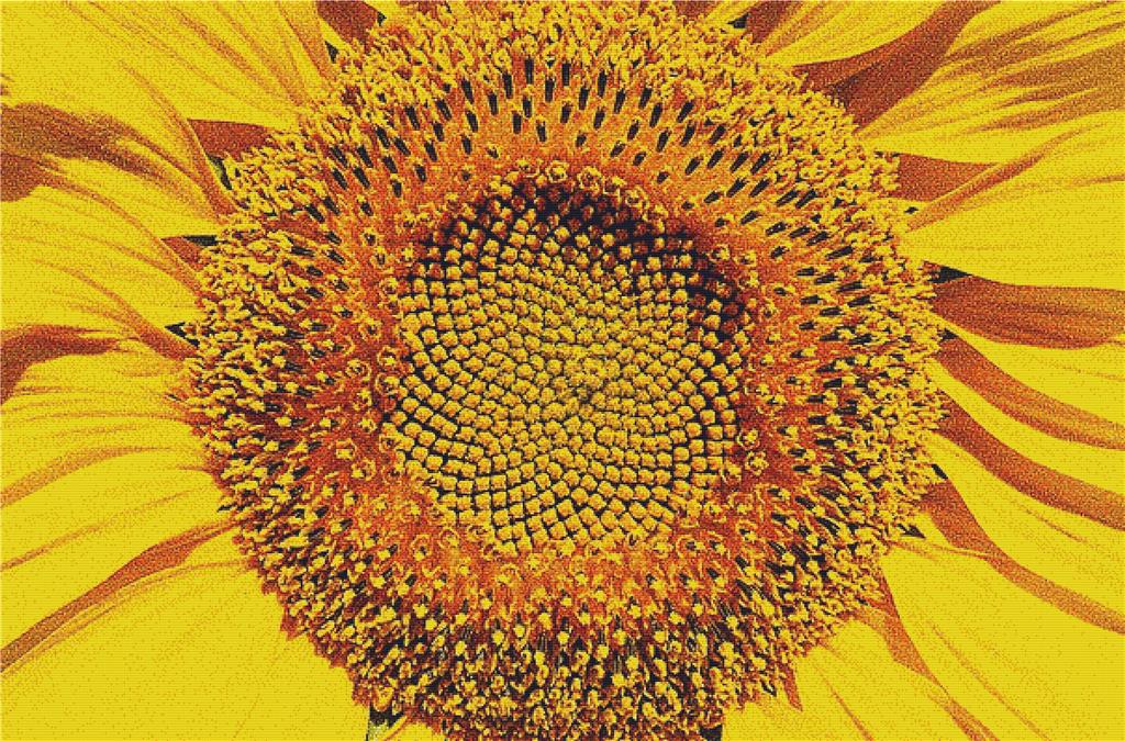 Sunflower Macro I - X Squared Cross Stitch