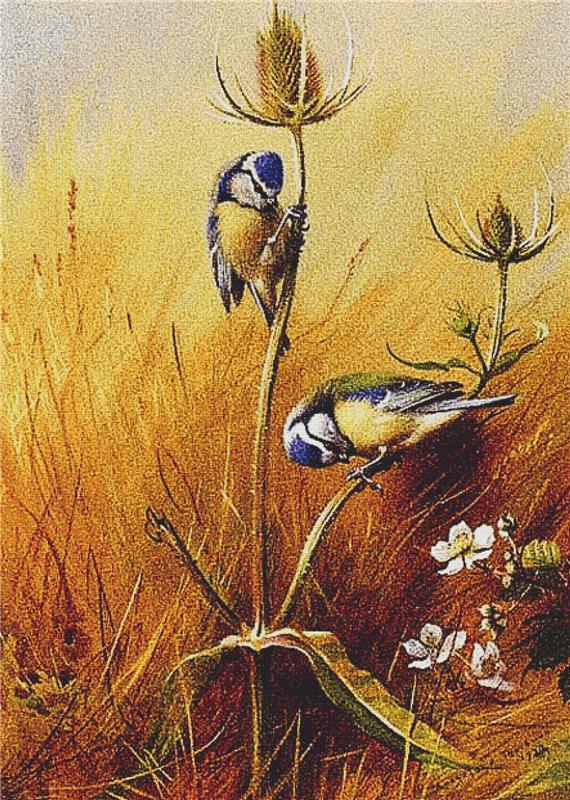 Bluetits On A Teasel - X Squared Cross Stitch