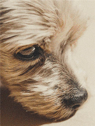 Yorkshire Terrier - X Squared Cross Stitch