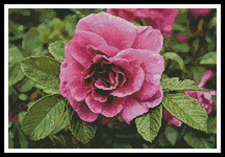 Pink Rose Photo - Artecy Cross Stitch