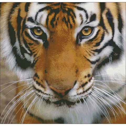 Small Tiger Stare - Charting Creations
