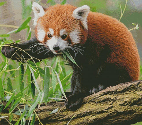 Red Panda - Artecy Cross Stitch