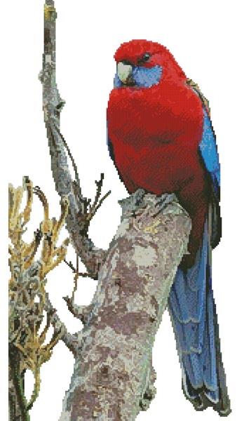 Crimson Rosella Photo (No Background) - Artecy Cross Stitch