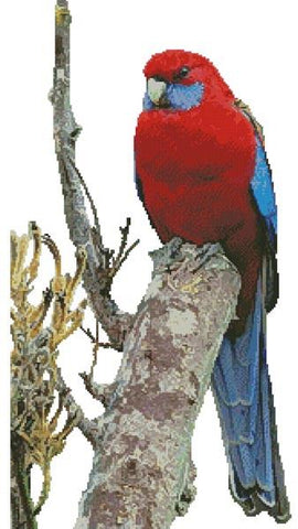 Crimson Rosella Photo (No Background) - Artecy Cross Stitch