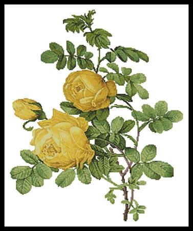 Rosa Sulfurea - Artecy Cross Stitch