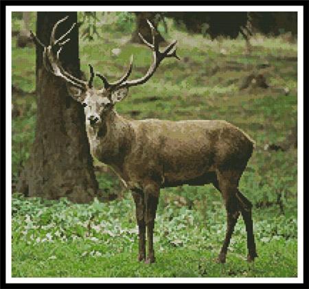 Buck Photo - Artecy Cross Stitch
