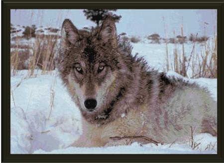Dances With The Wolf - Cody Country Crossstitch