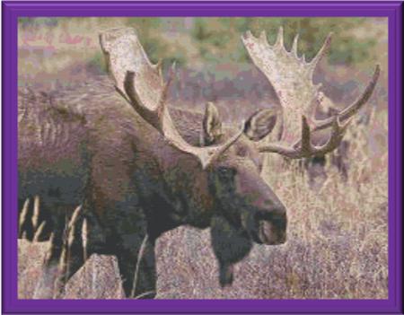 Moose In The Meadow - Cody Country Crossstitch