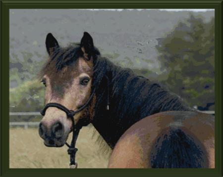 Stallion - Cody Country Crossstitch