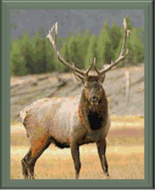 Mister Madison - Cody Country Crossstitch