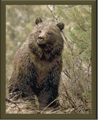 Spring Bear - Cody Country Crossstitch