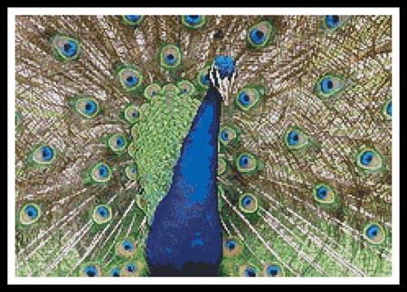 Peacock Display - Artecy Cross Stitch