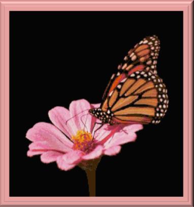 Beautiful Butterfly - Cody Country Crossstitch