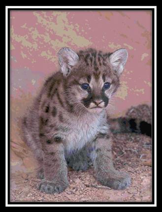 Mountain Lion Cub - Cody Country Crossstitch