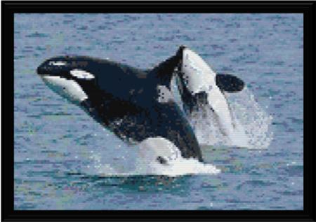 Wild Orcas - Cody Country Crossstitch