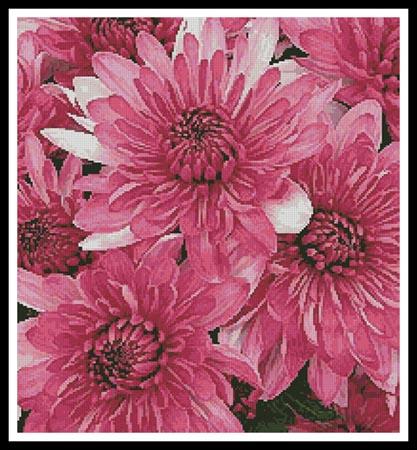 Pink Chrysanthemums - Artecy Cross Stitch
