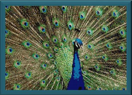 Peacock Beauty - Cody Country Crossstitch