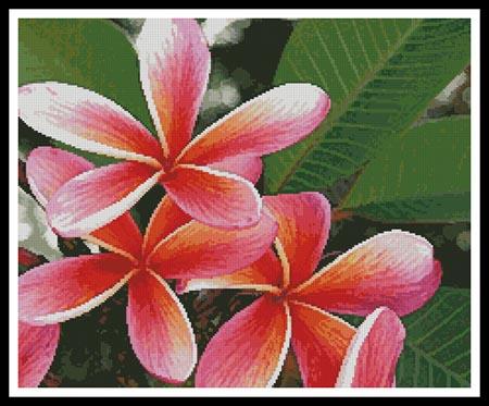 Pink Frangipanis - Artecy Cross Stitch