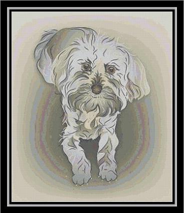 Maltipoo - Cody Country Crossstitch