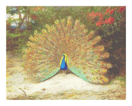 Peacock And Peacock Butterfly - Art of Stitch, The