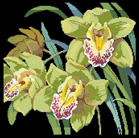 Orchids - Kooler Design Studio