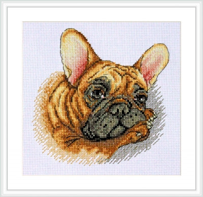 French Bulldog - Merejka