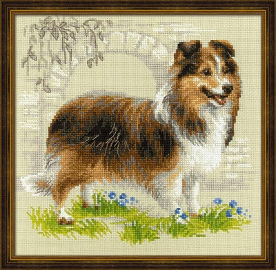 Sheltie - Riolis