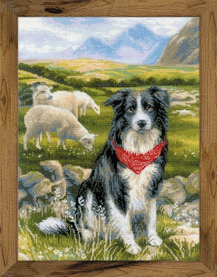 Border Collie - Riolis