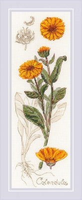 Calendula - Riolis